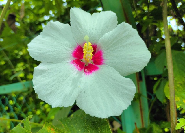 夏の花