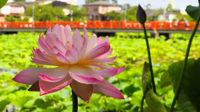 高田城址公園のハス