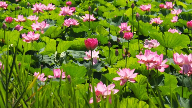 高田城址公園のハス