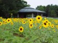 葛西臨海公園のひまわり