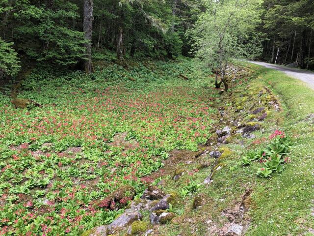 北沢峠にて