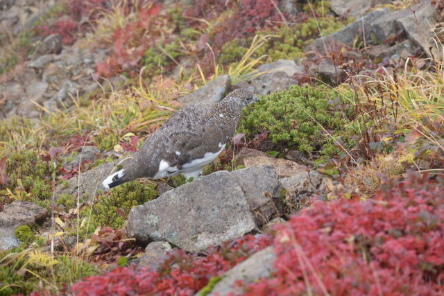 小蓮華山の雄雷鳥3