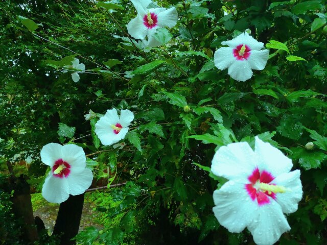 夏の花