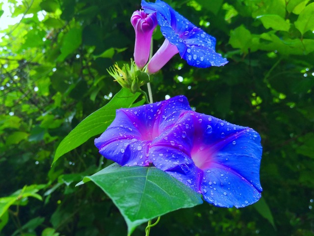 夏の花