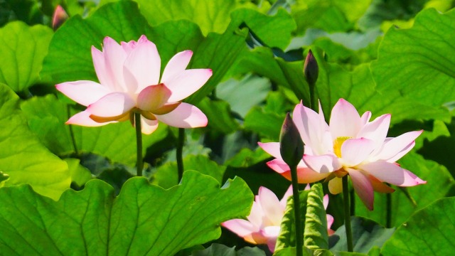 高田城址公園のハス