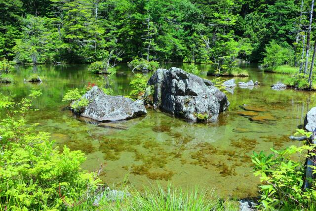 夏の明神池