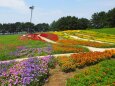 夏の葛西臨海公園