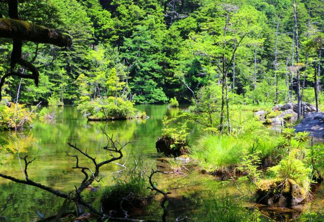 夏の明神池