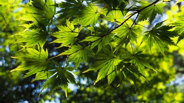 兼六園の青もみじ