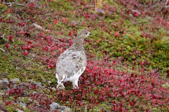 船越ノ頭の雌雷鳥2