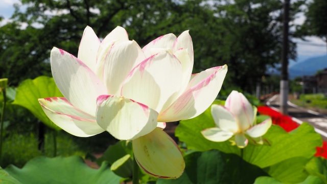 高田城址公園のハス