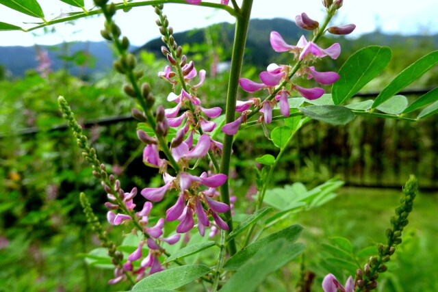 可愛い秋の足音 萩の花