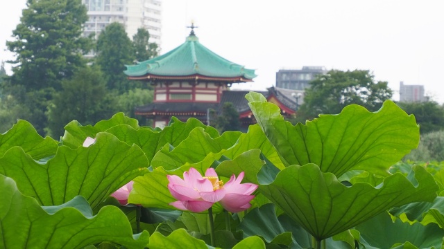 上野恩賜公園不忍池のハス