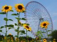 葛西臨海公園のひまわり