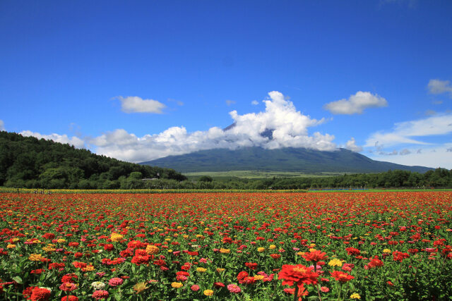 咲き続ける百日草