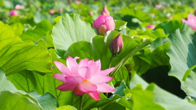 上野恩賜公園不忍池のハス