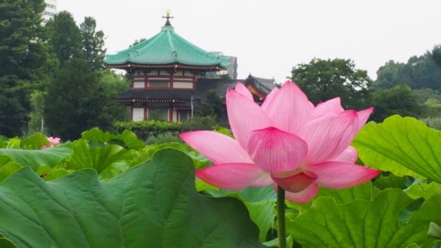 上野恩賜公園不忍池のハス