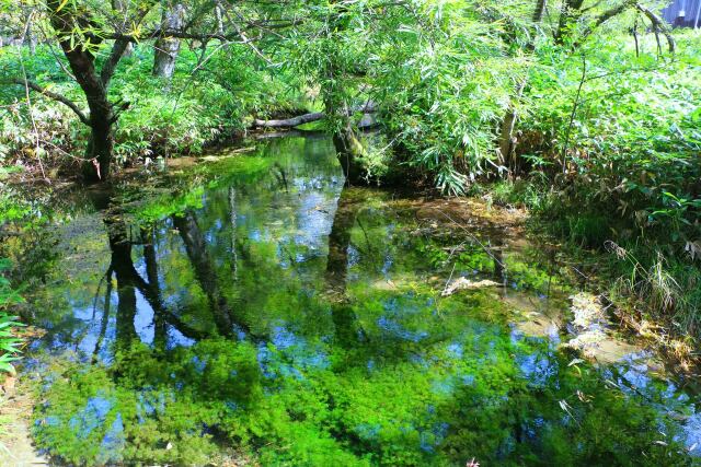 夏の水辺