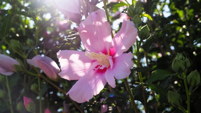 富山県中央植物園のムクゲ