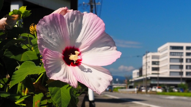 富山県中央植物園のムクゲ