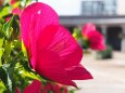 富山県中央植物園のムクゲ