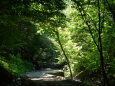 涼しき木陰沢