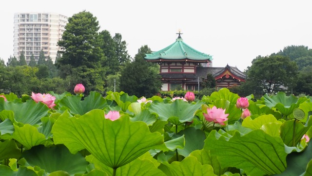 上野恩賜公園不忍池のハス