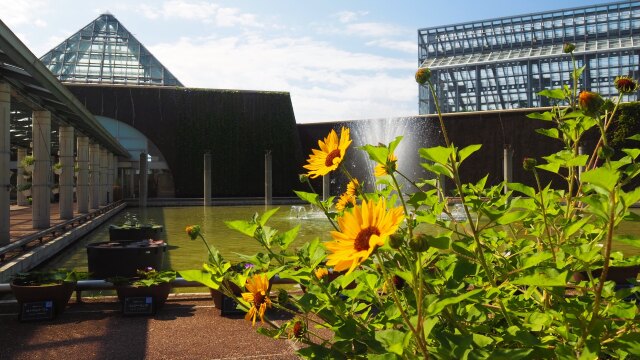 富山県中央植物園のひまわり