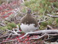 舟越ノ頭の雄雷鳥5