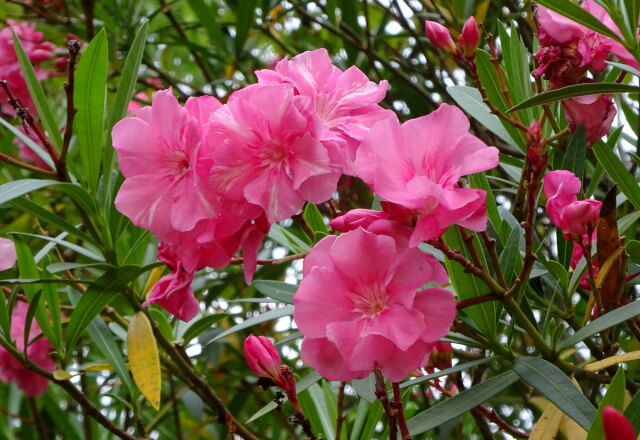 優しく咲いている夾竹桃の花