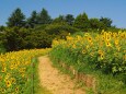 昭和記念公園のひまわり