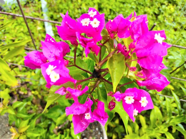 夏の花