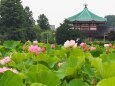 上野恩賜公園不忍池のハス