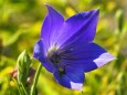 富山県中央植物園の桔梗