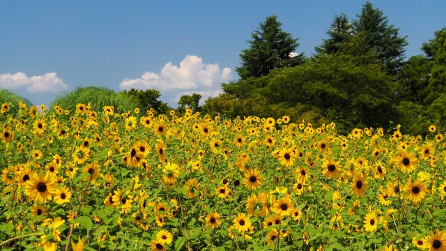 昭和記念公園のひまわり