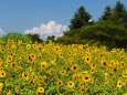 昭和記念公園のひまわり