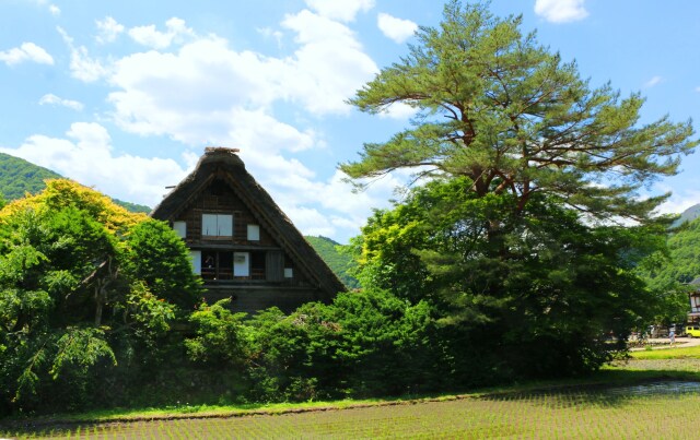 夏の白川郷