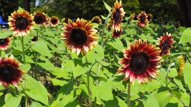 昭和記念公園のひまわり