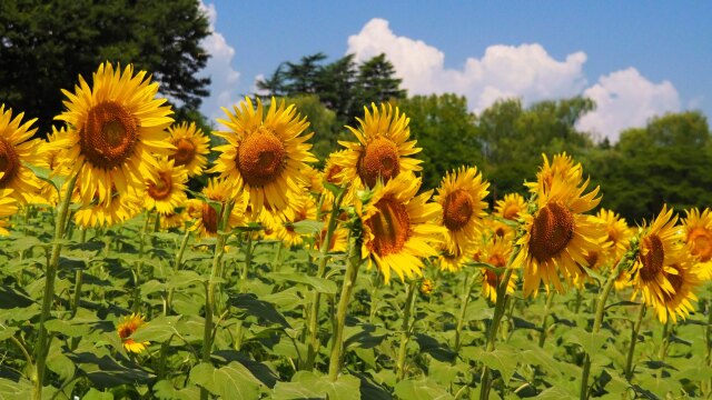 昭和記念公園のひまわり