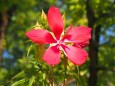 富山県中央植物園のモミジアオイ