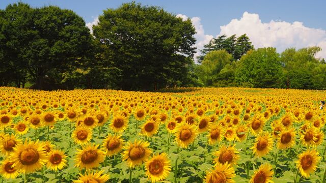 昭和記念公園のひまわり