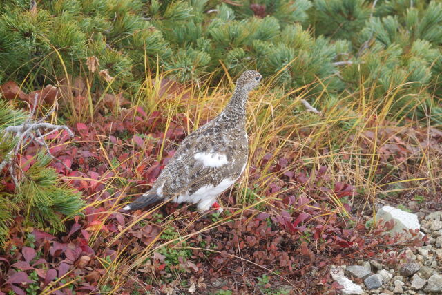 雷鳥坂のママ雷鳥