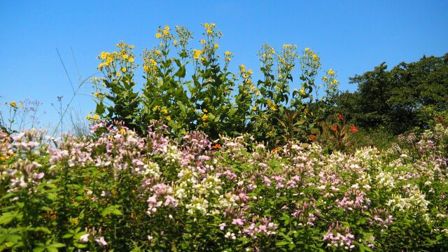 富山中央植物園のブーケガーデン