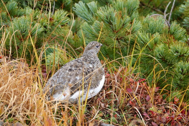 雷鳥坂のチビ雷鳥