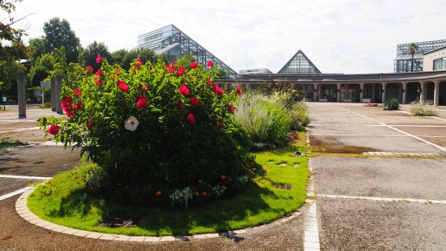 夏の富山県中央植物園