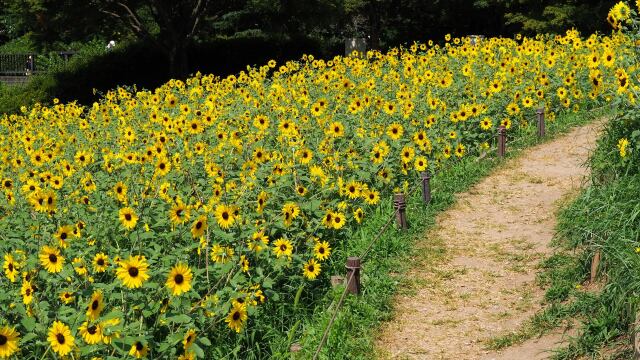 昭和記念公園のひまわり