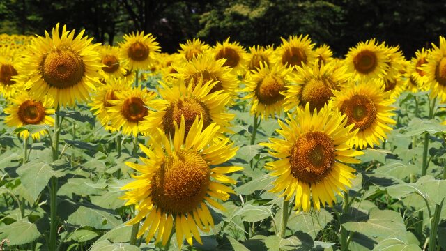 昭和記念公園のひまわり