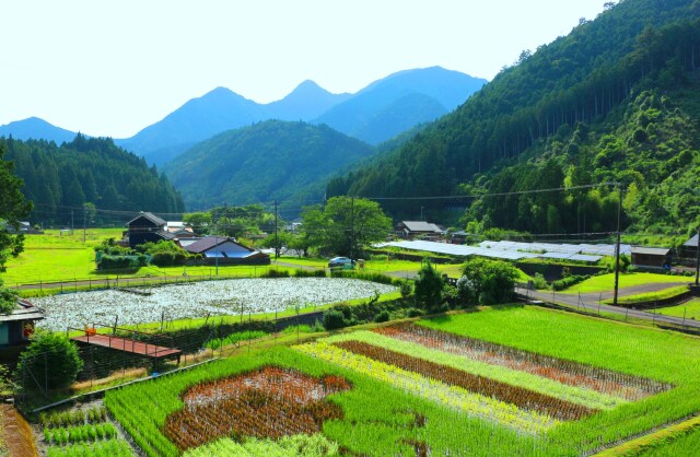 夏の里山