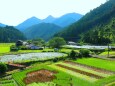 夏の里山