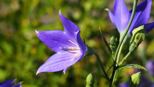 富山県中央植物園の桔梗